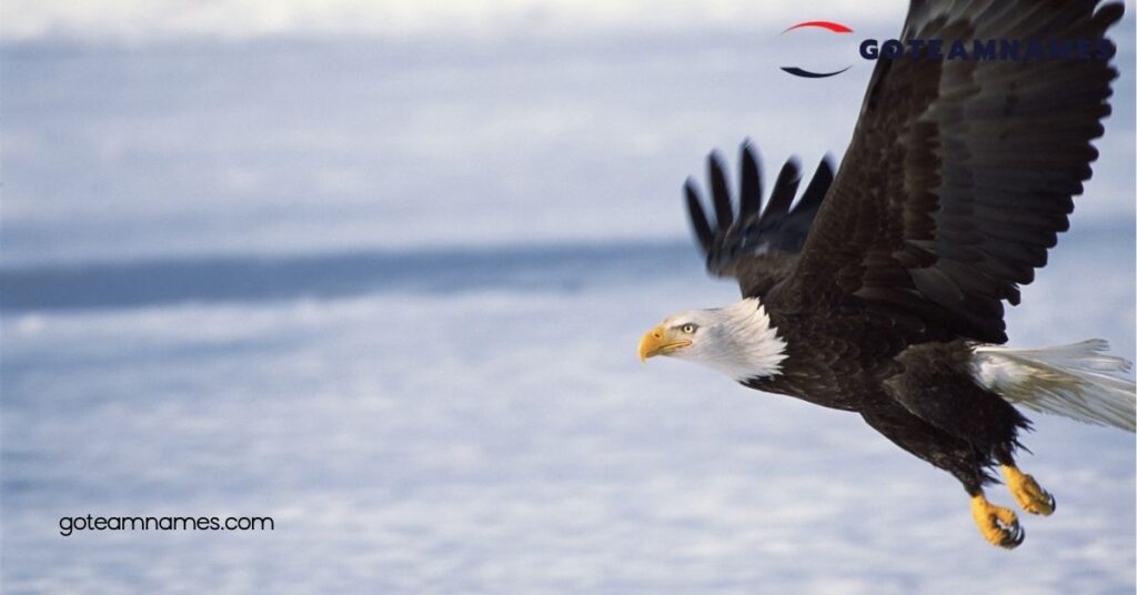 Unveiling the Majesty: Explore Powerful Eagle Names and Their Meaning Across Cultures 4 Unique and Creative Eagle Names