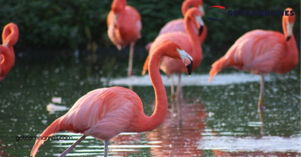 Unusual Flamingo Names